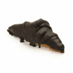 Manolo Choco